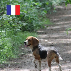Sans Céréales spécial...