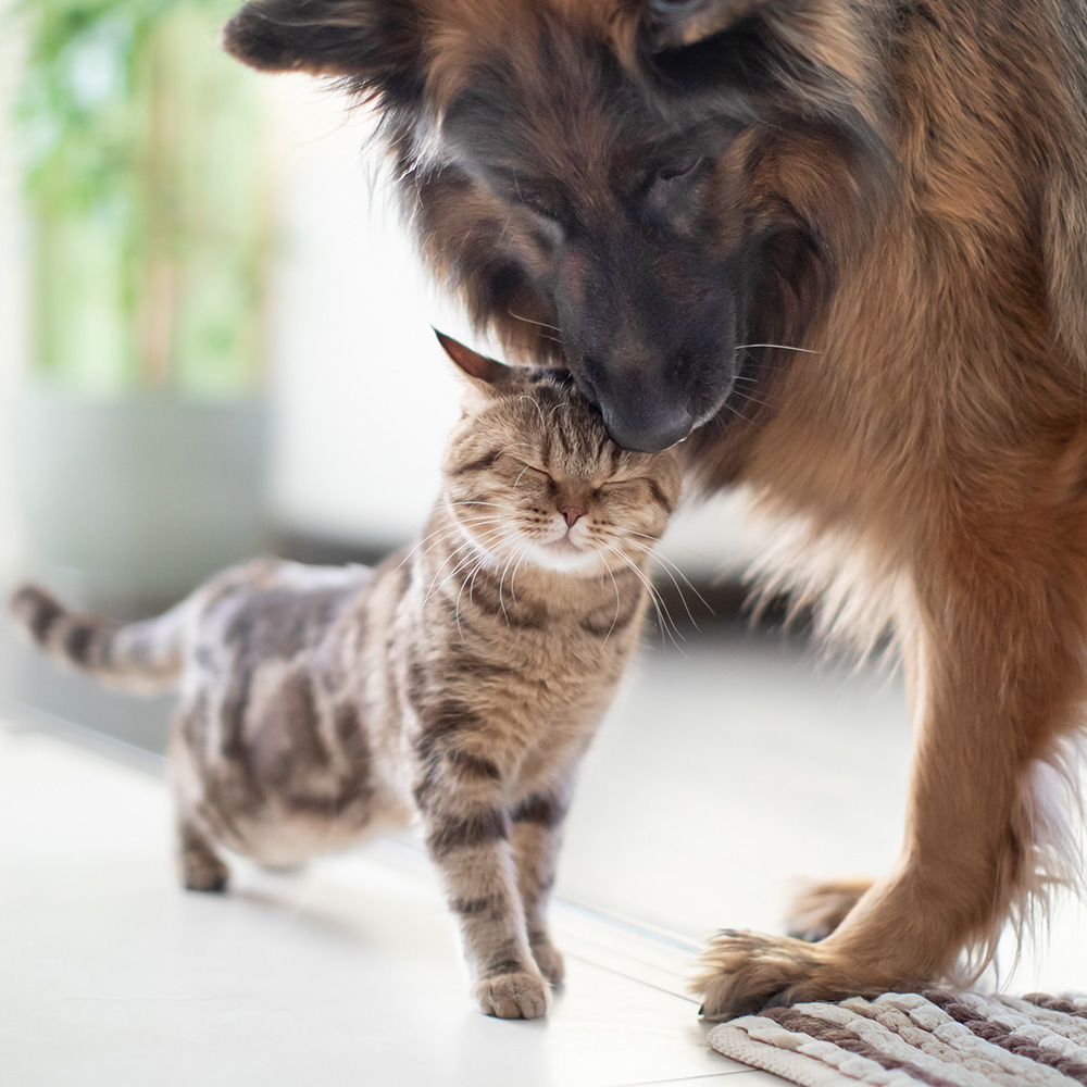 câlin chien et chat