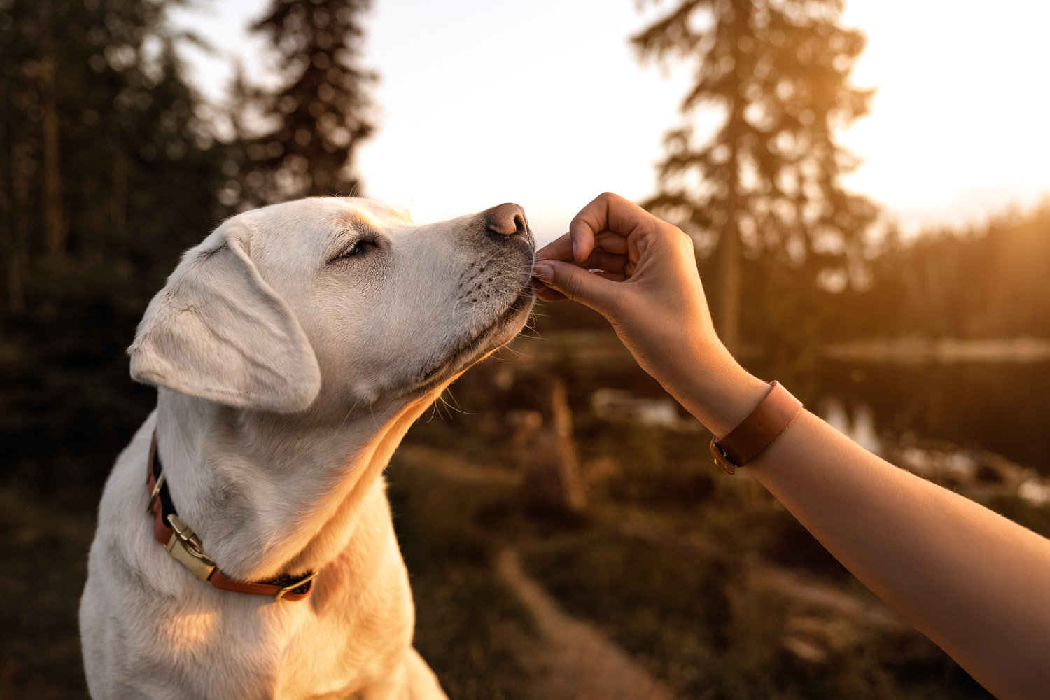 chien mangeant une croquette